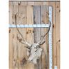 Image 1 : Caribou Shoulder Mount Taxidermy