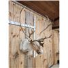 Image 4 : Caribou Shoulder Mount Taxidermy