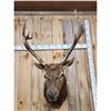 Image 2 : 6x6 Elk Shoulder Mount Taxidermy