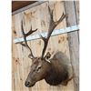 Image 3 : 6x6 Elk Shoulder Mount Taxidermy