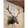 Image 4 : 6x6 Elk Shoulder Mount Taxidermy