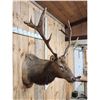 Image 5 : 6x6 Elk Shoulder Mount Taxidermy
