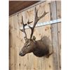 Image 6 : 6x6 Elk Shoulder Mount Taxidermy