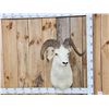 Image 1 : Alaskan Dall Sheep Shoulder Mount Taxidermy