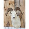 Image 2 : Alaskan Dall Sheep Shoulder Mount Taxidermy
