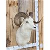 Image 3 : Alaskan Dall Sheep Shoulder Mount Taxidermy