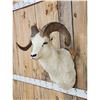 Image 4 : Alaskan Dall Sheep Shoulder Mount Taxidermy