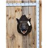 Image 1 : Wild Boar Hog Shoulder Mount Taxidermy