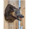 Image 2 : Wild Boar Hog Shoulder Mount Taxidermy