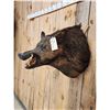 Image 3 : Wild Boar Hog Shoulder Mount Taxidermy