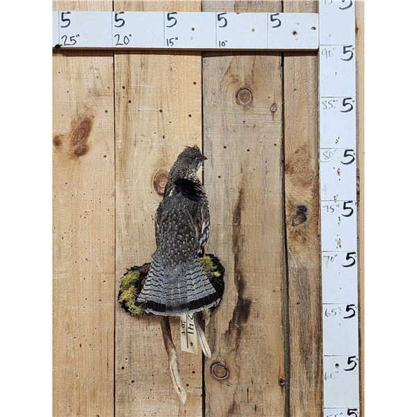 Ruffed Grouse Perched On A Limb Bird Taxidermy