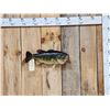 Image 1 : 19" Largemouth Bass Real Skin Fish Taxidermy