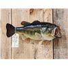 Image 2 : 19" Largemouth Bass Real Skin Fish Taxidermy