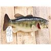 Image 3 : 19" Largemouth Bass Real Skin Fish Taxidermy