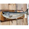 Image 2 : 29" Chinook Salmon Real Skin Fish Taxidermy