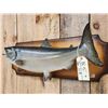 Image 3 : 29" Chinook Salmon Real Skin Fish Taxidermy