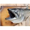 Image 4 : 29" Chinook Salmon Real Skin Fish Taxidermy