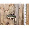 Image 2 : 20" Largemouth Bass Real Skin Fish Taxidermy