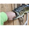 Image 4 : 20" Largemouth Bass Real Skin Fish Taxidermy