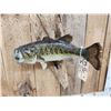 Image 6 : 20" Largemouth Bass Real Skin Fish Taxidermy
