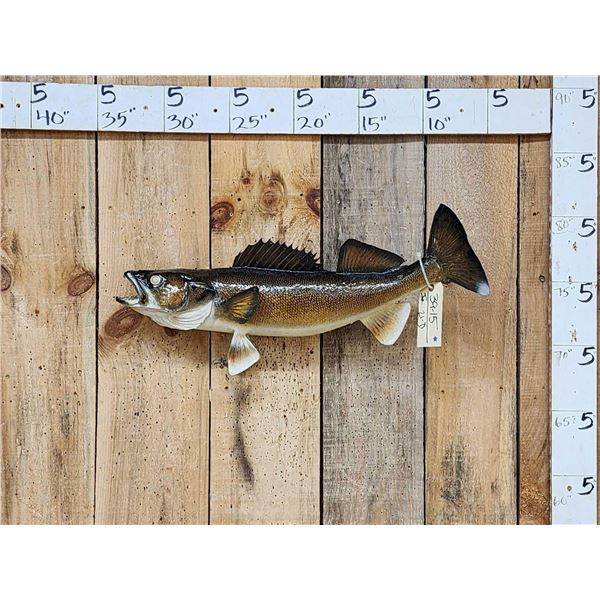 28" Walleye Real Skin Fish Taxidermy