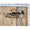 Image 1 : 28" Walleye Real Skin Fish Taxidermy