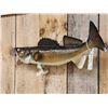 Image 3 : 28" Walleye Real Skin Fish Taxidermy
