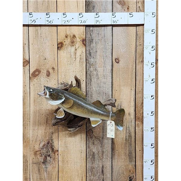 26" Walleye Real Skin Fish Taxidermy