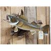 Image 2 : 26" Walleye Real Skin Fish Taxidermy