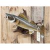 Image 3 : 26" Walleye Real Skin Fish Taxidermy
