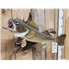 Image 4 : 26" Walleye Real Skin Fish Taxidermy