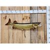 Image 1 : 37" Muskie Real Skin Fish Taxidermy