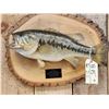 Image 2 : 20" Largemouth Bass Real Skin Fish Taxidermy