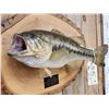 Image 3 : 20" Largemouth Bass Real Skin Fish Taxidermy