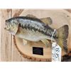 Image 4 : 20" Largemouth Bass Real Skin Fish Taxidermy