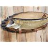 Image 2 : 41" Muskie Real Skin Fish Taxidermy