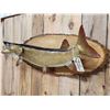 Image 3 : 41" Muskie Real Skin Fish Taxidermy
