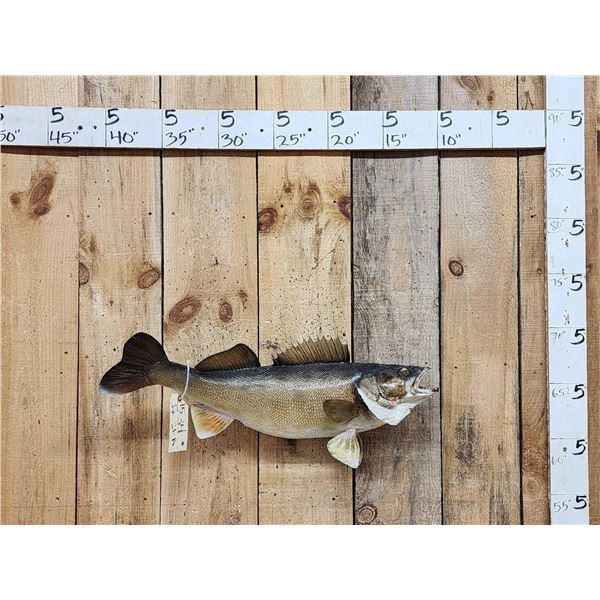 29" Walleye Real Skin Fish Taxidermy
