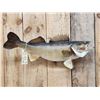 Image 2 : 29" Walleye Real Skin Fish Taxidermy