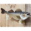 Image 3 : 29" Walleye Real Skin Fish Taxidermy