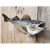 Image 5 : 29" Walleye Real Skin Fish Taxidermy