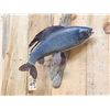 Image 2 : 18" Grayling Real Skin Fish Taxidermy