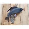 Image 4 : 18" Grayling Real Skin Fish Taxidermy