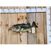 Image 1 : 24" Largemouth Bass Real Skin Fish Taxidermy