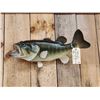 Image 2 : 24" Largemouth Bass Real Skin Fish Taxidermy