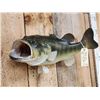 Image 3 : 24" Largemouth Bass Real Skin Fish Taxidermy