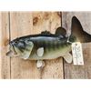 Image 4 : 24" Largemouth Bass Real Skin Fish Taxidermy