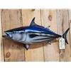Image 2 : 28" Tuna Reproduction Fish Taxidermy
