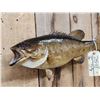 Image 2 : 19" Smallmouth Bass Real Skin Fish Taxidermy