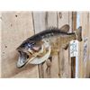 Image 4 : 19" Smallmouth Bass Real Skin Fish Taxidermy